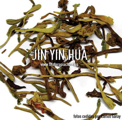 JIN-YIN-HUA-Fitoki