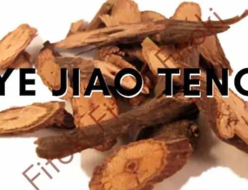 YE JIAO TENG Caulis Polygonum multiflorum