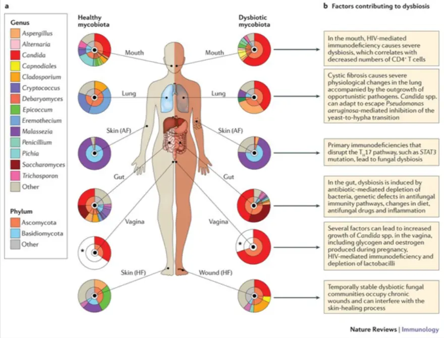 disbiosis