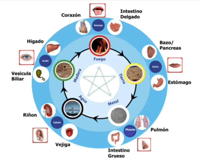 órganos relacionados con los elementos de medicina china