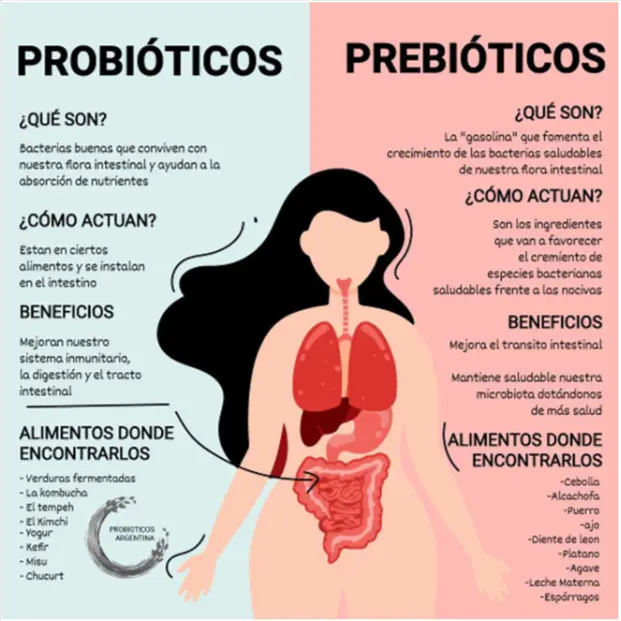 los prebióticos