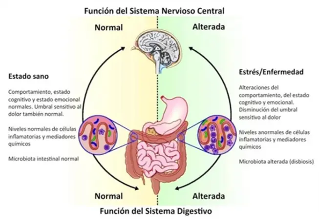 Sistema digestivo con SIBO