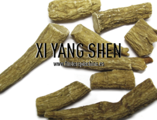 XI YANG SHEN