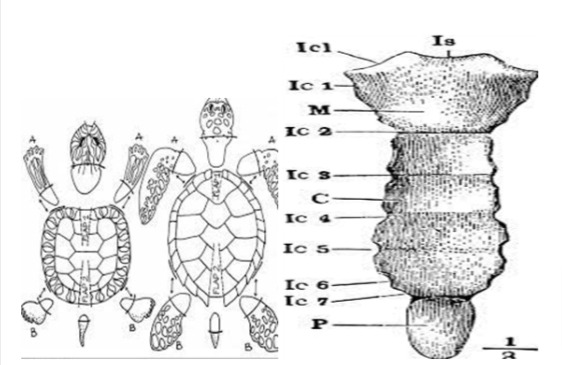 Puntos Columna en el tabaquismo en medicina china